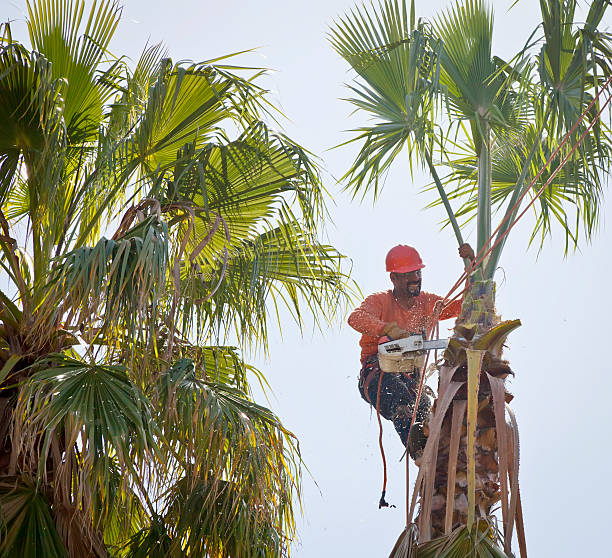 Best Emergency Tree Service  in Buckhall, VA